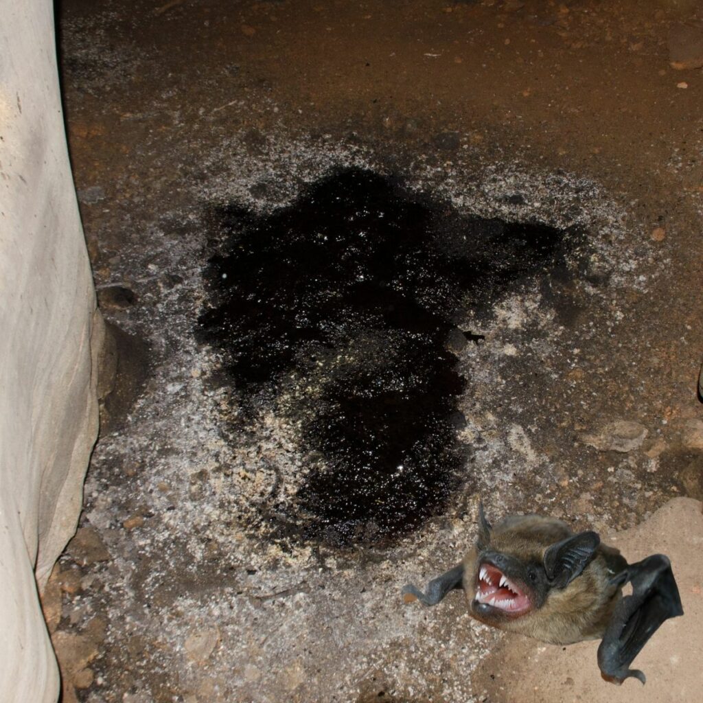 Bat Guano Vs Mouse Feces StinkInc® Odor Removal & Environment