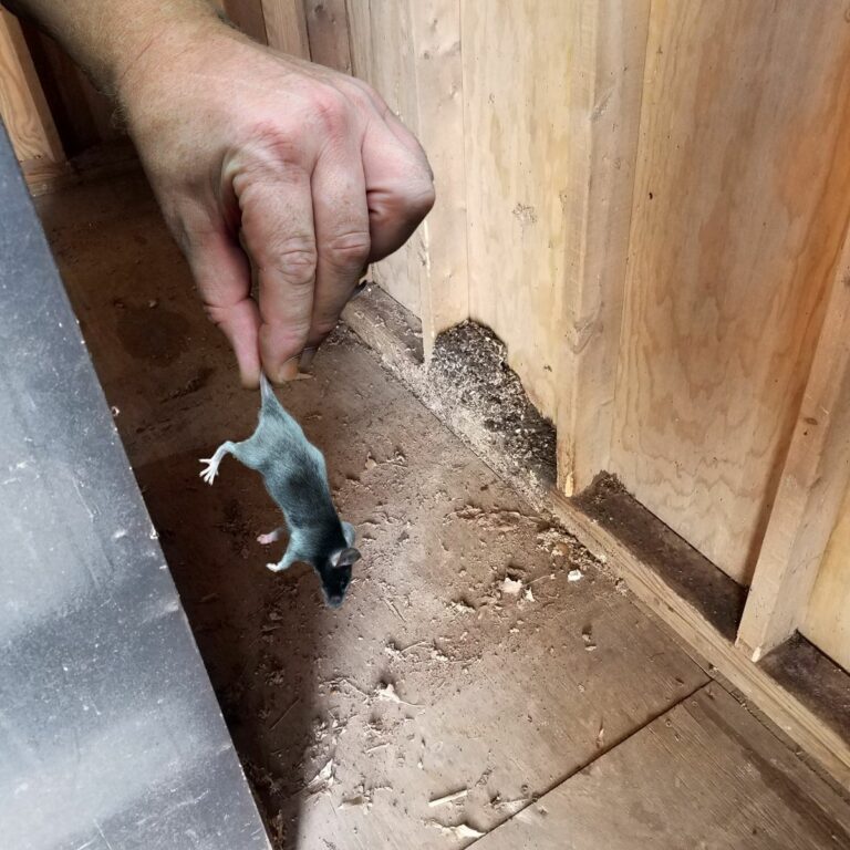 Bat Guano Vs Mouse Feces StinkInc® Odor Removal & Environment